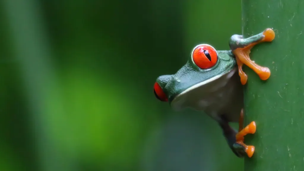 Costa Rica Frog